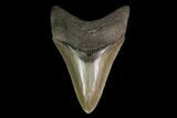 Serrated, Fossil Megalodon Tooth - Beautiful Lower Tooth #145419-1
